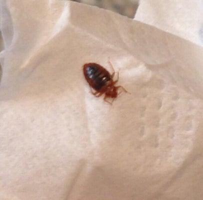 Bed bug