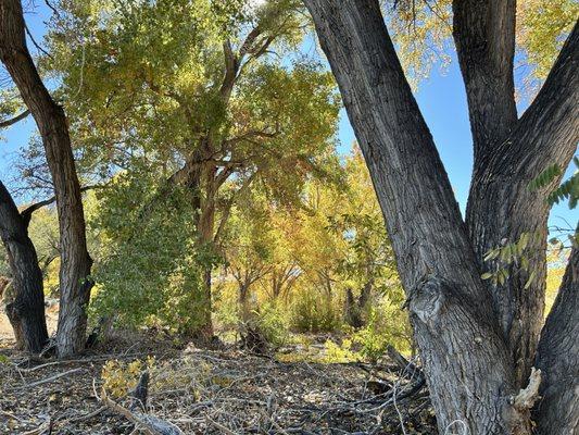 Paseo del Bosque Trail