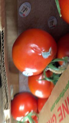 moldy tomatoes laying ON TOP of the rest of them