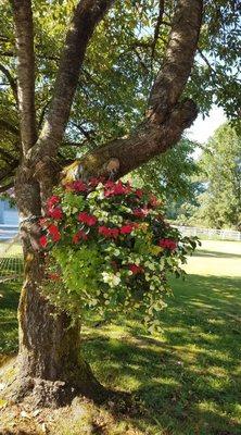 I get so many compliments on this stunning basket I bought during my first visit to this wonderful place.  I will be back next year!