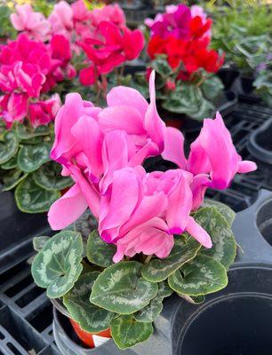 Cyclamen are here for Valentine's day.