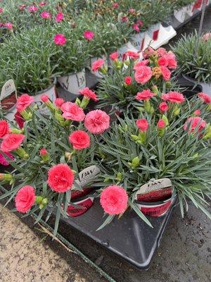 Perennial Dianthus