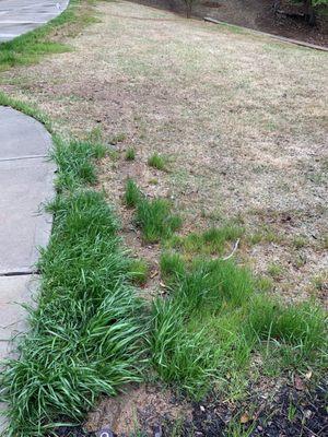 Burned yard and weeds