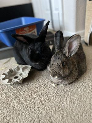 Gretchen (right) and husbunn, Bentley (left)