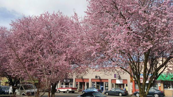 Our distinctive plum trees in full bloom (Spring)