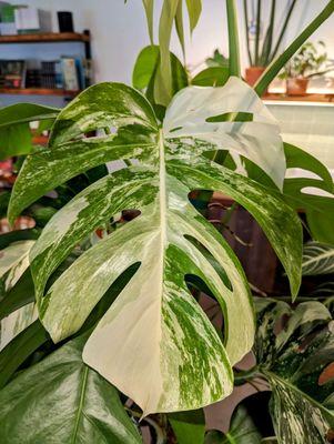 Variegated Monsteras are one of our favorite plants to grow