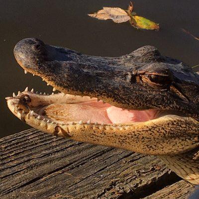 A wee gator was sunning himself on the dock as we arrived