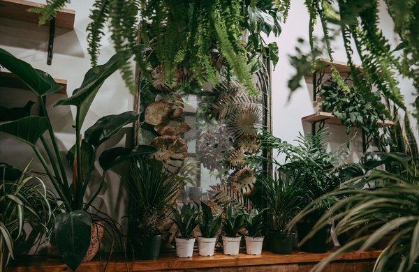 Surround yourself with plants and peace.