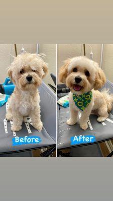 This is my first time trying ZooE Grooming and if I could give Pedro 10 stars I would. I truly recommend this grooming service!