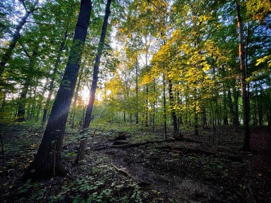 View from the walking path in the woods