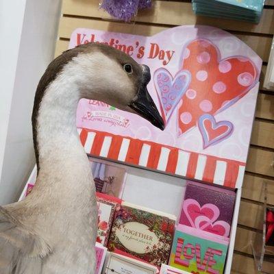 Shop for your Valentine's Day Cards!