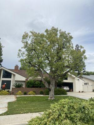 Tree Pruning