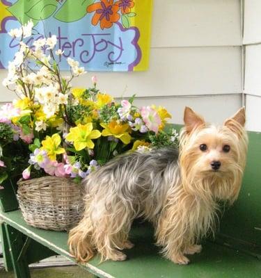 Bella likes spring flowers.