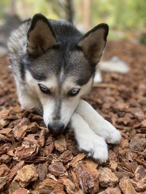 The "operations manager" at Truckee Tahoe Pet Lodge said 1/2 cup once daily is normal for 30 lb dog.