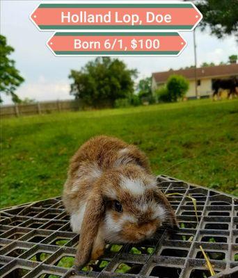 Holland Lop Doe 
Ready for her new home June 19th
Parents are Esme and Smokey 
$100