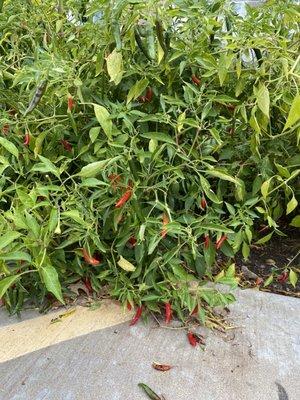 Serrano Pepper plants grow wild outside their place.