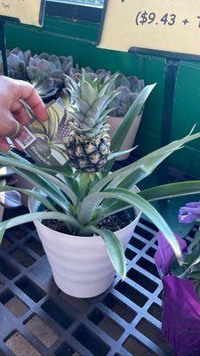 Pineapple plant