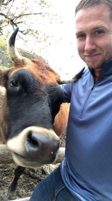 You are able to get up close with the dairy cows. Before you see how they are milked.