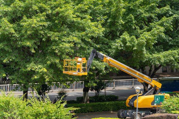 Kenny Chestang Tree Service