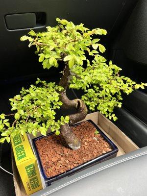 Eden Bonsai