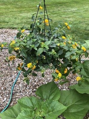 July 2021 - since we have to take down all our bird feeders, using this hanging plant as hummingbird food.