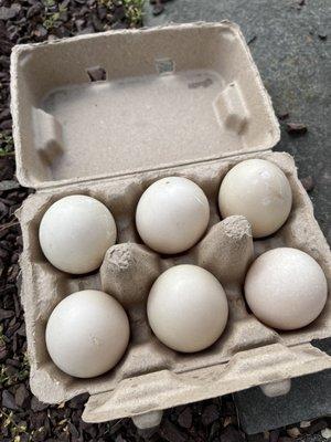 4/15/2023 duck eggs