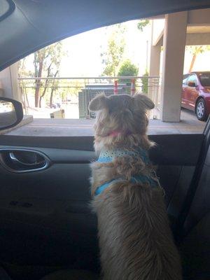 Waiting for Rx. inside parking lot-Service Girl, Scoutie .