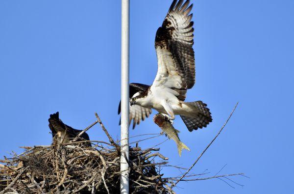 Daddy Osprey delivering the take out fish dinner.