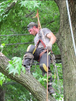 Out On a Limb Tree Care