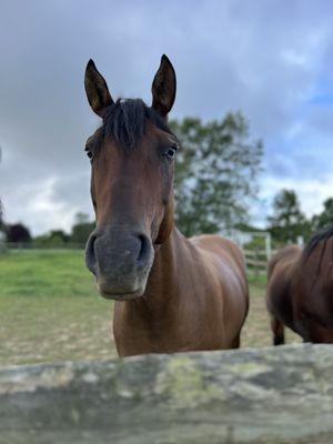 Serenity Stables