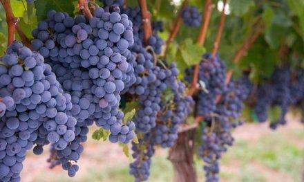 Grapes from your vines