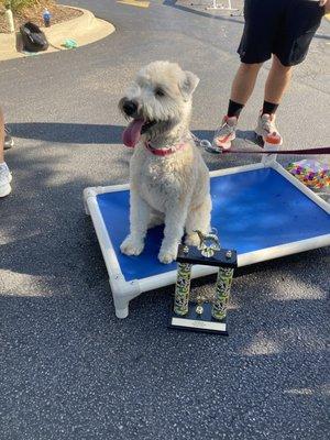 My pup had so much fun doing the agility classes.