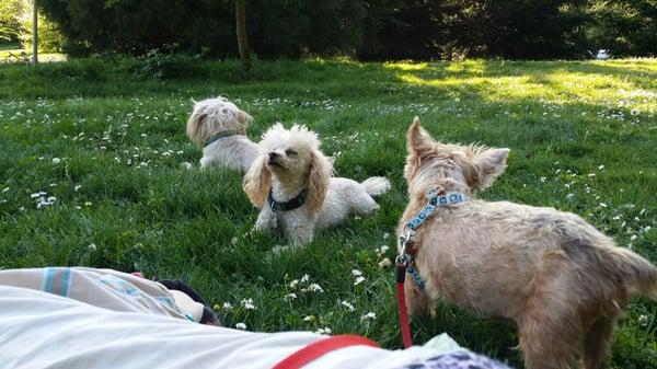 A lovely day, resting after our Walkies at Mt Tabor, Spring 2015