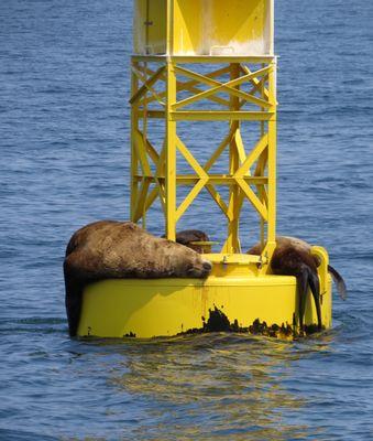 Stellar Sea Lions