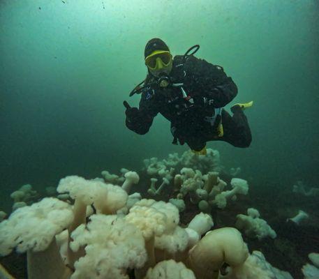 Metritium fields off Monterey, CA.