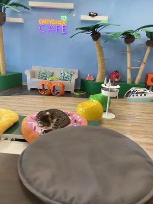 Cattyshack Cat Cafe