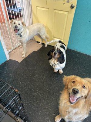 All Paws Doggie Day Care