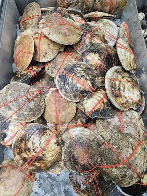 Live Scallops