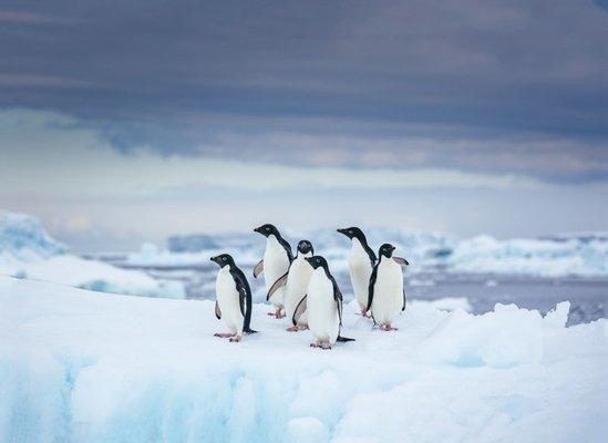 Antarctic Cruise Expedition