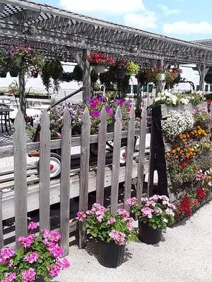 More flowers and garden plants.