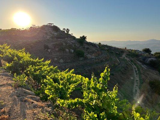 Vineyard Sunset!