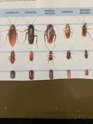 Roach identification chart. It's important to know which roach were treating so we can tailor the service to your specific infestation.