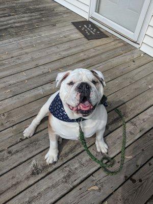 Chomper looks very dapper after his grooming. Thank you Kim!