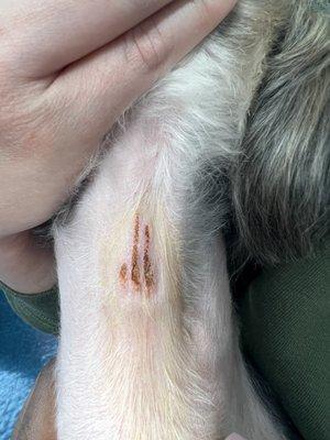 Neck injury from groomer