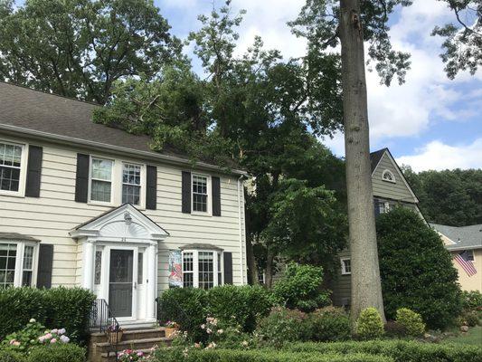 Giant limb on house