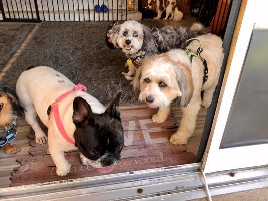 Making friends at the best small dog day care in Virginia Beach!