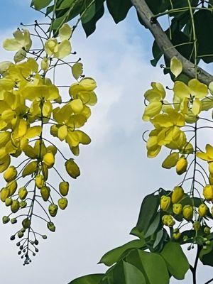 Cassia tree.