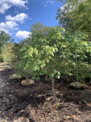 One of several nursery trees ( Fort McNair) I selected