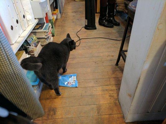 Resident kitty Cheech knocked his snacks off the shelf. 3