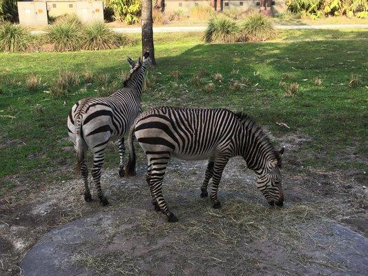 Zebras enjoying their dinner first